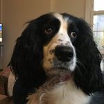 Mercy - @mercy_of_woodstock - Instagram