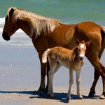 Meredith Barnes - @meredith_12_horses - Instagram