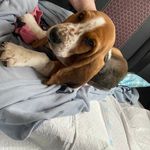 The Tales of Meredith Basset - @meredith_basset - Instagram