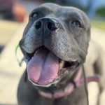 Meredith Beal - @merethebluepit - Instagram