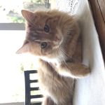 meredith blair - @meow.edith - Instagram