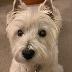 Meredith Bowman - @hooperthewestie - Instagram