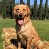 Meredith Campbell - @oliverthegoldenfloof - TikTok
