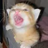 mer - @meredith.chevalier - TikTok
