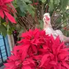 Meredith Contreras - @meredith.contrera4 - TikTok