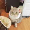 Meredith.Copeland - @raumalmnuos - TikTok