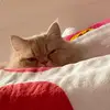 Meredith Delgado - @meredith.delgado1 - TikTok