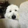 Meredith Flowers - @winter_the_goldendoodle - TikTok