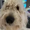 MeredithFlowers - @meredithflowers - TikTok