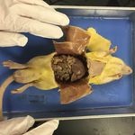 Meredith Freeman - @ratdissection_jjp - Instagram