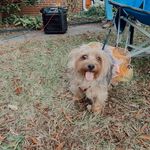 Meredith Graham - @livy.dog - Instagram