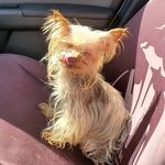 Meredith Hensley - @meredoodles - Instagram