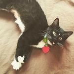 Meredith Grey Hickman - @kitty.soft.pawss - Instagram