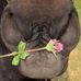 Meredith Lazar-Meeder - Facebook
