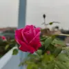 MeredithOwen - @vsengyurl06 - TikTok
