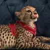 MeredithSpence - @brnn7711t2x - TikTok