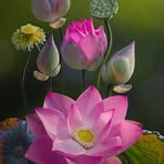 Meredith Pittman - Facebook