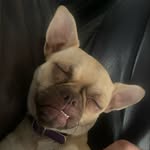 Meredith la pughuahua - @meredithepughuahua - Instagram