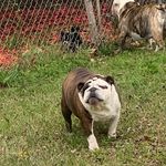 Meredith Ray Jones - @meredith_crazy_bulldog_mama - Instagram