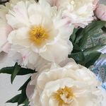 Meredith Ross - @shek526 - Instagram