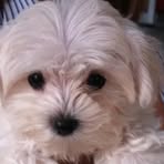 Meredith Pearlstein Shapiro - Facebook