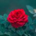 Meredith Sims - Facebook