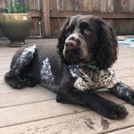 @meredith_springer_spaniel - Instagram