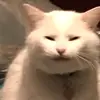 meredithvega516 - @meredithvega516 - TikTok