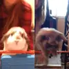Meredith Wagner  - @my.jumpin.bunnys - TikTok