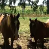 meredith wagner - @my.pony.ginger - TikTok