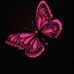 Meredith Whipple - Facebook