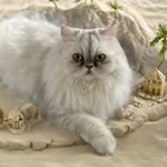 Meredith Williamson - @nala.boolena23 - Instagram