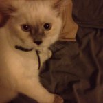 Meredith Winter Mc Fudge Gould - @maxis_kitten_mwmfg - Instagram