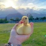 Marilyn Wilson - @duckloversig - Instagram