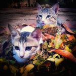 Merin Peter - @merinca77 - Instagram