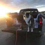 Merle & Frankie Beck - @merleandfrankietheminiaussies - Instagram
