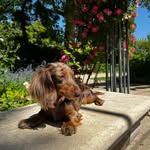 Chloe the miniature dachshund, Merle brown ✨ - @chlo.eita - Instagram