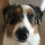Merle Haggard Byrd - @merle_the_aussie_pup - Instagram