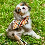 King Charlie 👑🐶 | Blue Merle King Charles - @kkingcharliee - Instagram