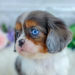 Merle Cavalier King Charles Spaniel - @merle_cavalier - Instagram