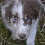 🤎Hi, l’m Redington🤎 - @border_collie_red_merle - Instagram