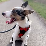 Roxy - @merle_collie_roxy - Instagram