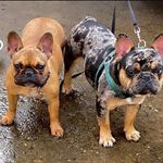 Exotic Crown Merle Frenchies 🐾 - @exoticcrownmerle - Instagram