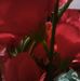 Merlene Dennis - Facebook