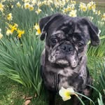 Frank The Merle Pug - @frank_the_merle_pug - Instagram