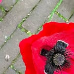 Frank van Merle - @frankvanmerle - Instagram