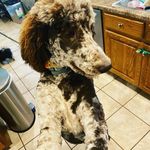 Graham - @merle_poodle_graham - Instagram
