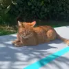 merle_katze__ - @merle_katze__ - TikTok