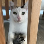 Merle - @merledieglueckskatze - Instagram