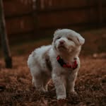 Keller - @kellerthedoublemerle - Instagram